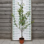 Višňa (Prunus cerasus) ´GRONIASTA´ - stredne skorá, výška 150-180 cm, kont. C5L
